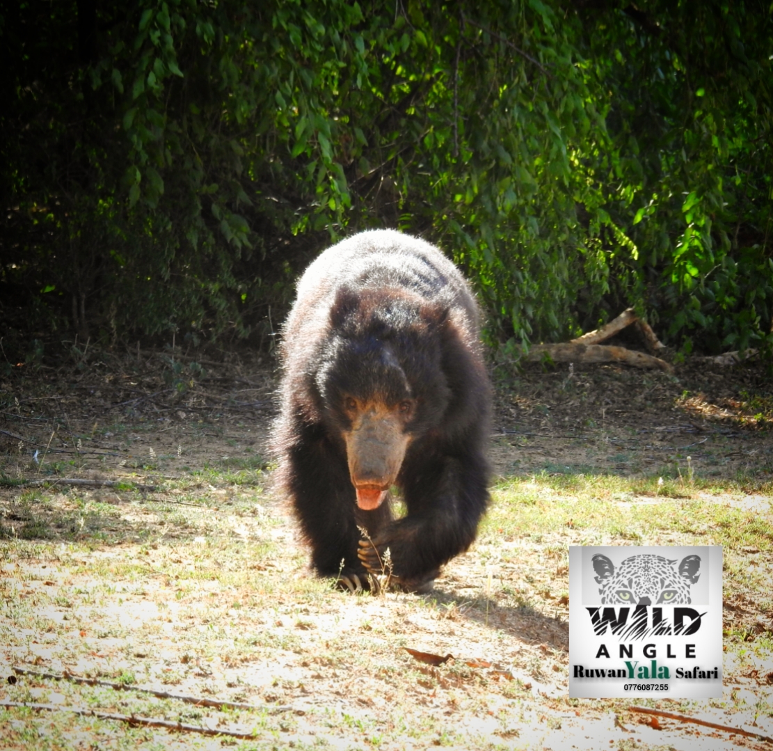Sri Lankan sloth bear photographed during a Yala safari