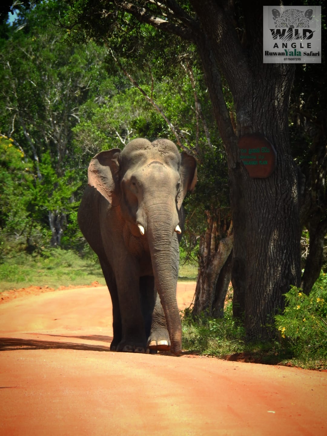 Wild elephant crossing a track during a Yala safari in Sri Lanka