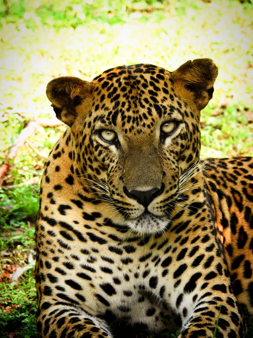 Sri Lankan leopard photographed during a Yala National Park safari
